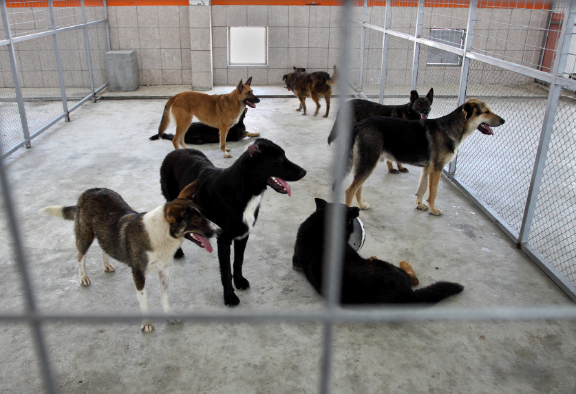 dog adopt center