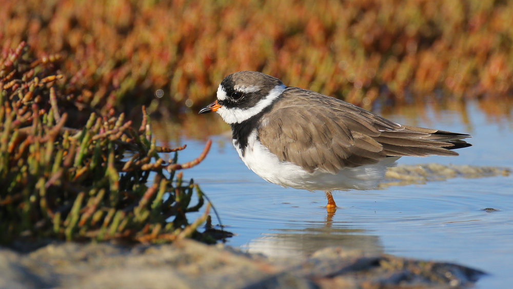 Best Places For Bird Watching Near Los Angeles - CBS Los Angeles