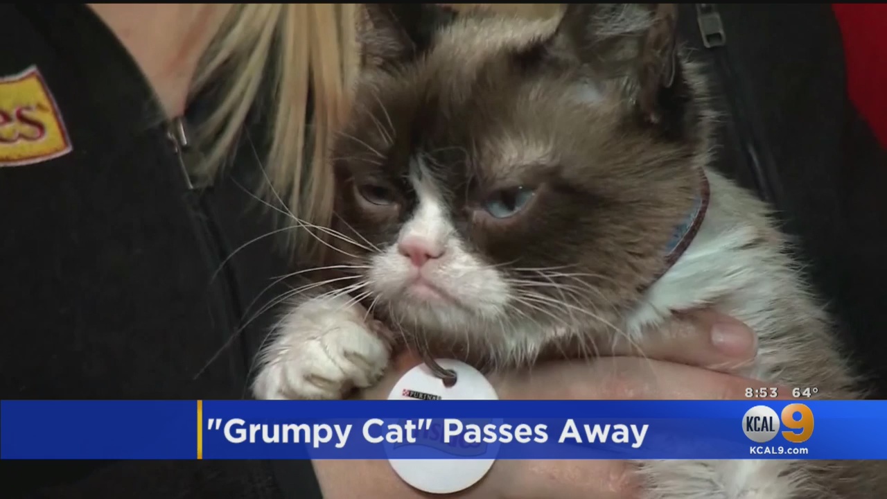 Grumpy Cat Sunday Pictures Go Away Grumpy Cat Is Not One For