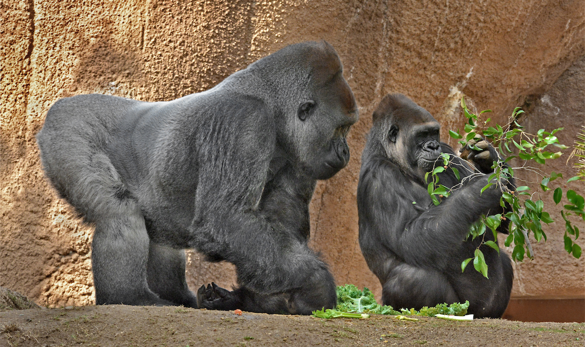 LA Zoo Expecting Birth Of Endangered Gorilla For The First Time In 20 Years