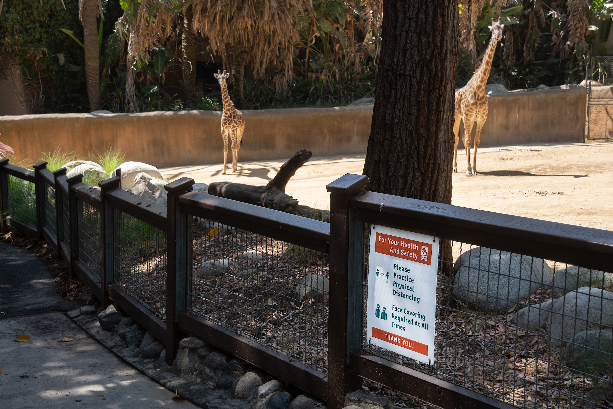 LA Zoo To Reopen In Mid-February – CBS Los Angeles