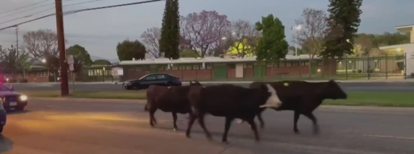 cows run wild