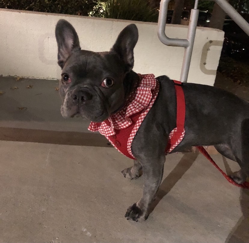 Armed Robbers Steal French Bulldog In Hollywood