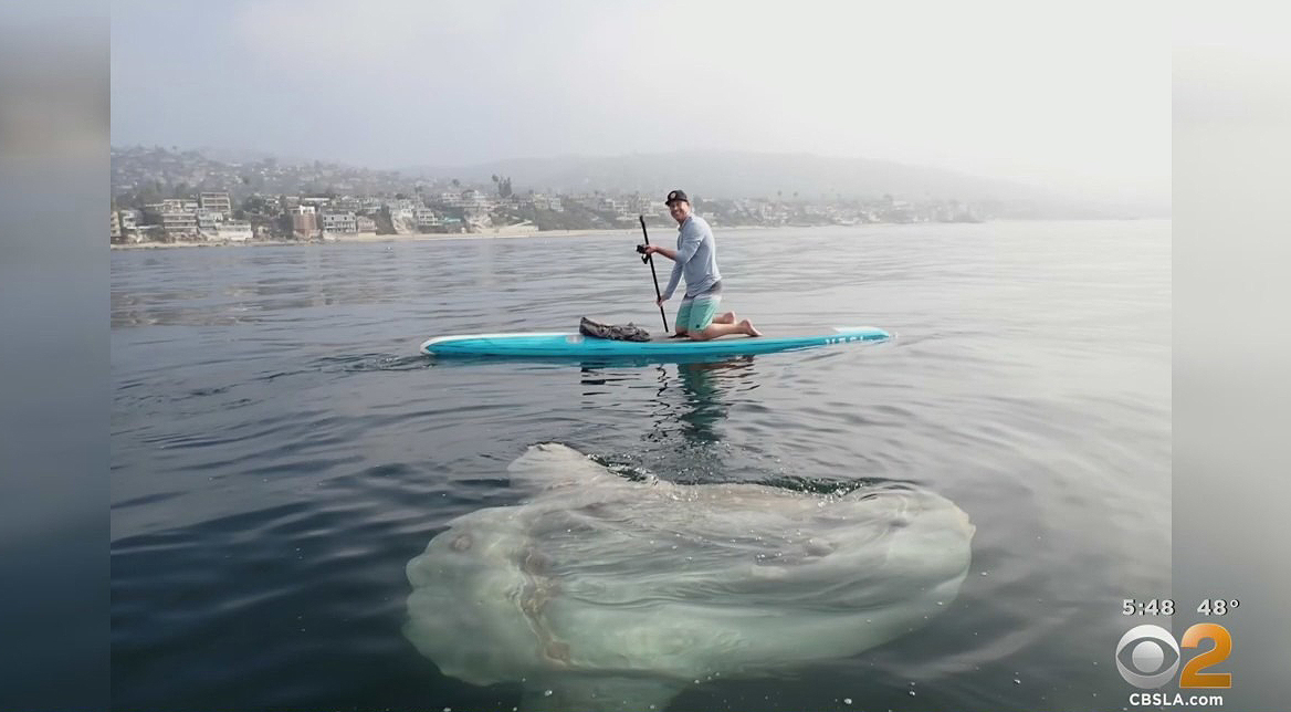 ‘Holy Mola Mola!’ Paddle Boarder Encounters Giant Sunfish Off Laguna Beach